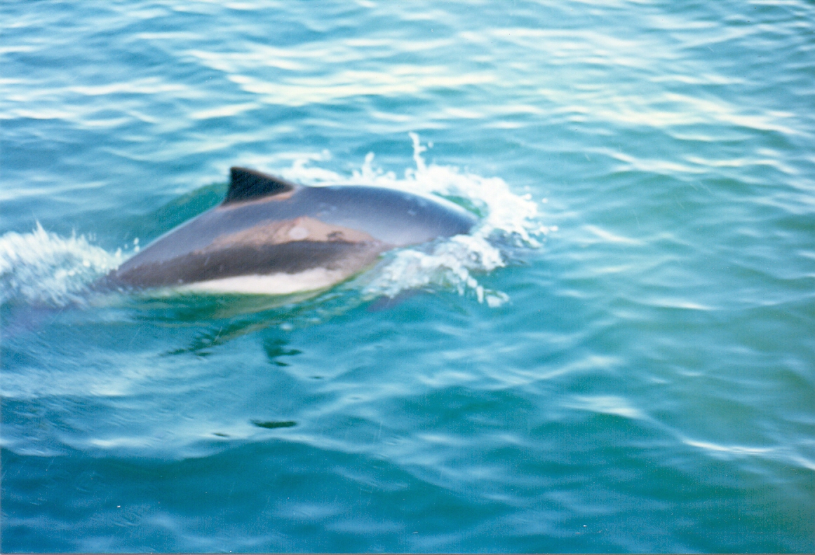 Dolphin